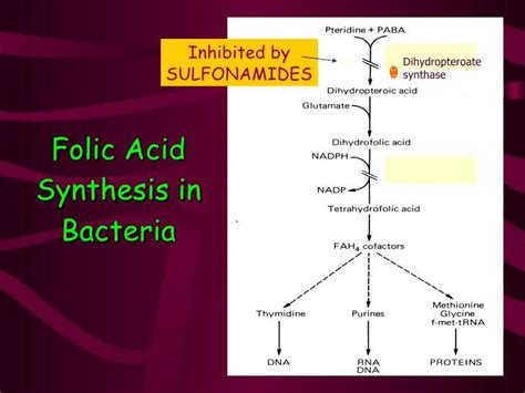 Sulfonamides mechanism of action (www.google.com) | Download Scientific ...