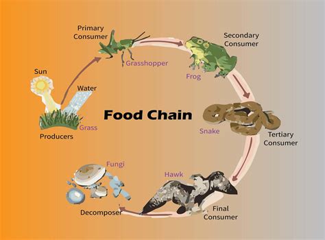 Simple Grassland Food Chain