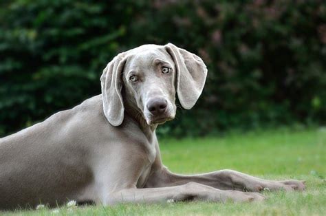 Weimaraner: Dog breed characteristics & care