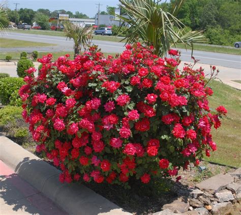 Shrub Rose 'Radrazz' KNOCKOUT Plant Profile | Sylvan Gardens Landscape