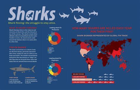 Why do people Shark Fin? - The Advantages and Disadvantages of Shark ...