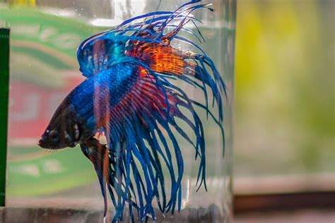 How Do You Make A Betta Fish Bowl Shine?