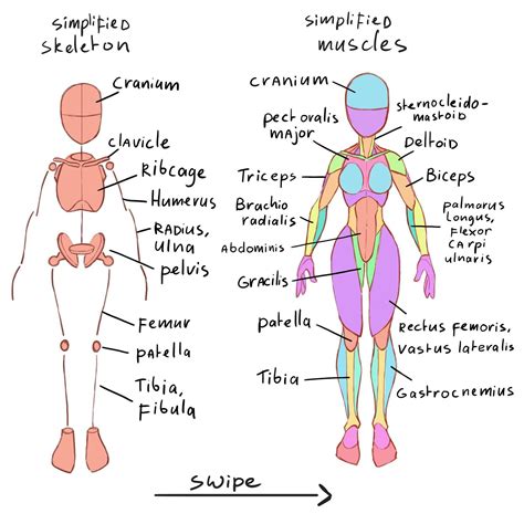 Human Anatomy Drawing Lessons ~ Reference Creatureartteacher Artist ...