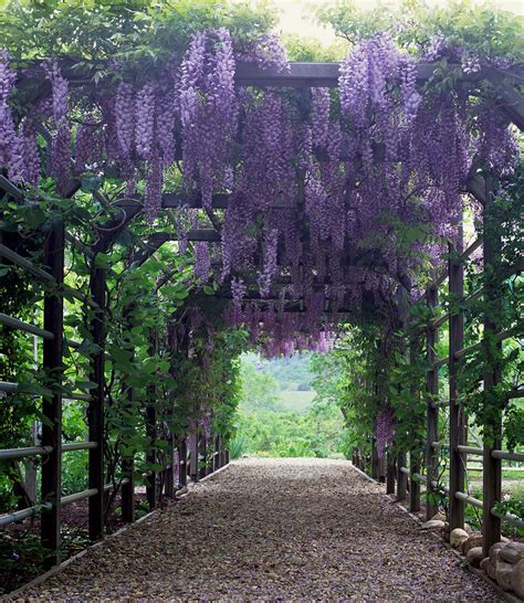 Flowering Wisteria Vines On Pergola by Sandra Ivany