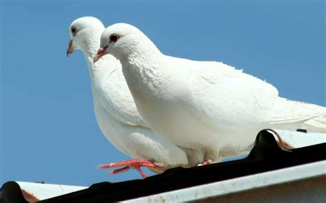 Dove Symbolism & Pigeon Meaning