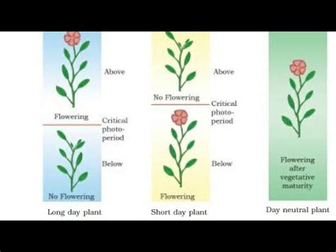 Easy Mnemonic (Tricks) to remember Photoperiodism| LDP | SDP | DNP ...