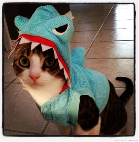 11 Cats In Shark Costumes…Just Because | CuteStuff.co - Cute Animals ...