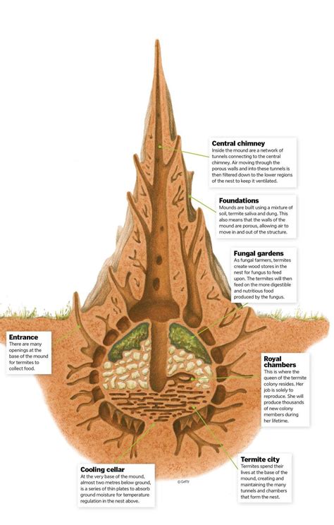 Inside The Termite Hill - How It Works | Scribd