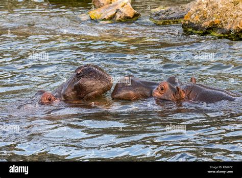 Hippo mating hi-res stock photography and images - Alamy