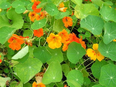 How to Grow: Nasturtium- Growing and Caring for Nasturtiums ...