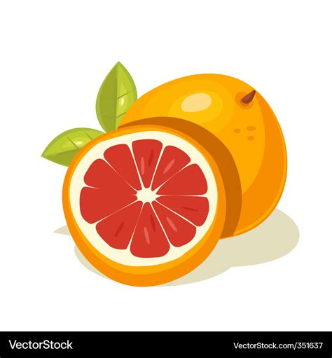 Grapefruit Royalty Free Vector Image - VectorStock