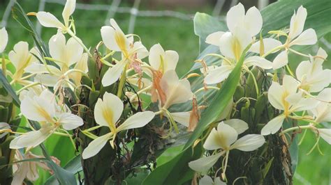 Free stock photo of white ginger flowers.... so sweet!