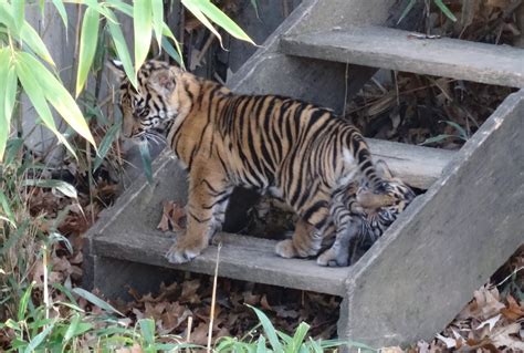 Love, Joy and Peas: Cute Tiger Cubs Playing (Photos)