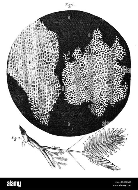 Robert hooke micrographia cell Black and White Stock Photos & Images ...