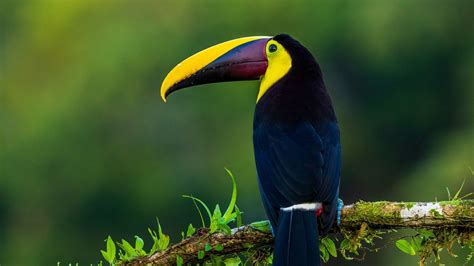 Toucan Pictures & Wallpapers • TrumpWallpapers