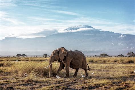 African Elephant Walking Past Mount Kilimanjaro Photograph by Good Focused