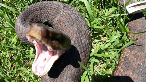 Large Cottonmouth Water moccasin BITES CAMERA! - YouTube