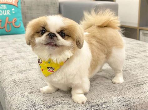 Shih Tzu Pekingese Mix Life Expectancy - Shih Tzu Dog