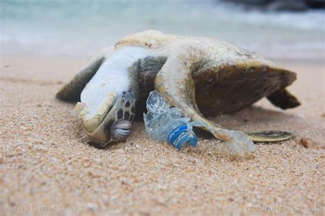 Turtles remain threatened by plastic pollution: Microplastics have been ...