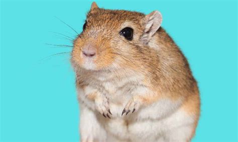 Beginner's Guide to Gerbil Behavior - 2024