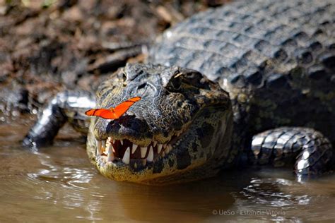 The Pantanal wetland - a region of extremes