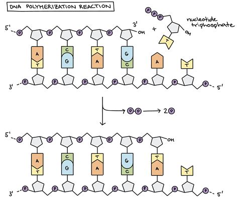 Rna Polymerase Reaction