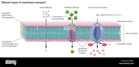 Types of transport across the cell membrane include simple diffusion ...