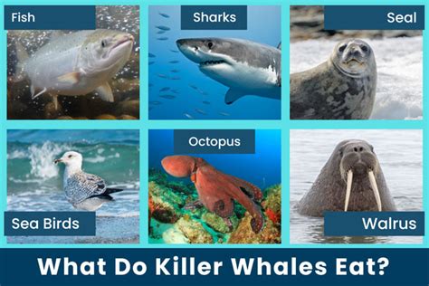 do killer whales eat salmon What do killer whales eat?