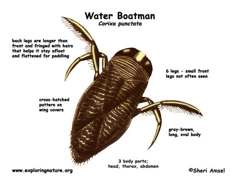 Backswimmer Life Cycle