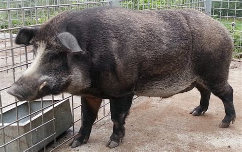 Boar–pig hybrid - Wikipedia