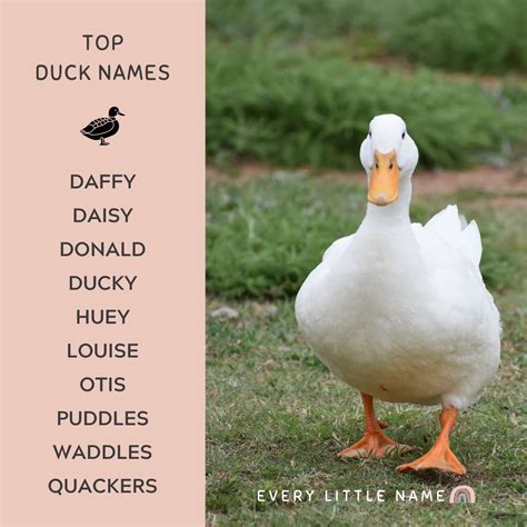 200+ Best Duck Names (Cute, Funny, and Quack-tastic) - Every Little Name