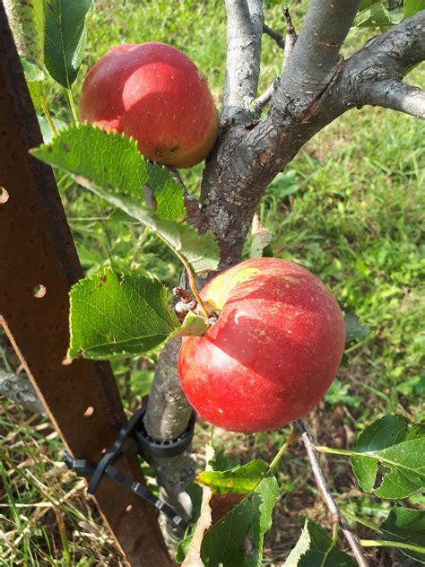 Jonagold Apple – Silver Creek Nursery