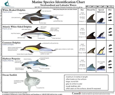 Marine Species Identification Chart 3. #SeaShepherd # ...