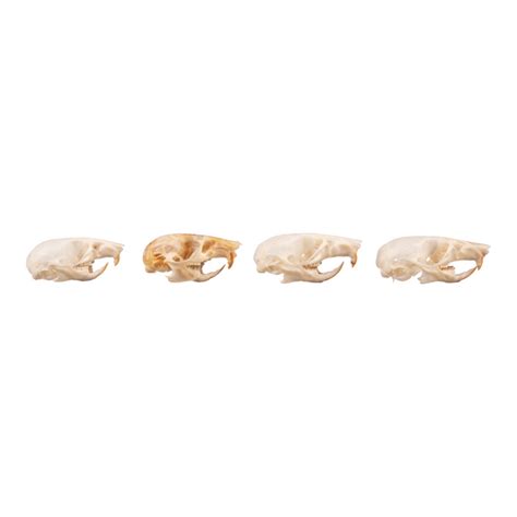 Real Mouse Skull Set — Skulls Unlimited International, Inc.