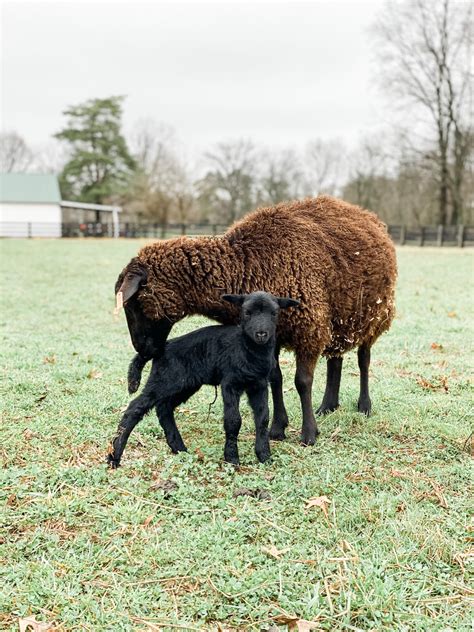 Black Welsh Mountain Sheep - The Livestock Conservancy