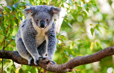 Koalas & Kangaroos - Fun Facts About Australia’s Most Beloved ...