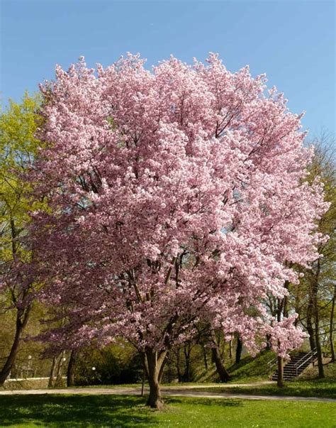 Ornamental cherry tree - advice on planting, pruning and care