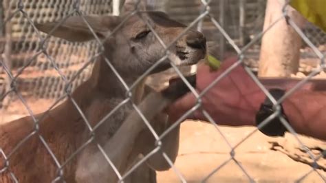 TAMWORTH MARSUPIAL PARK ON THE HUNT FOR VOLUNTEERS – NBN News