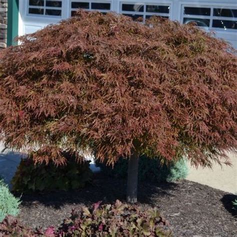 Acer Palmatum Crimson Queen - Midland Horticulture - Trees - Shrubs ...