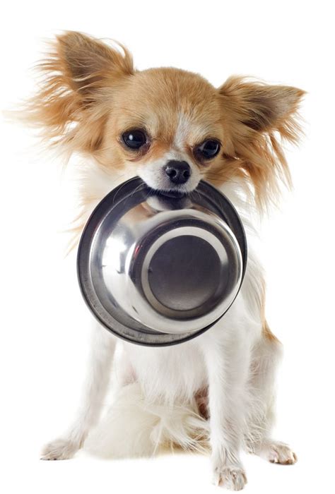 Best Food For Chihuahua Puppy - Tips and Reviews To Help You Choose