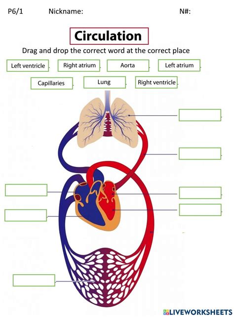 Human Digestive System, Circulatory System, Animal Cell, Science ...