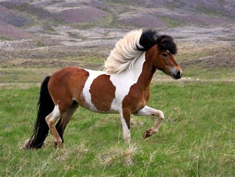 68 best images about Icelandic Horses on Pinterest