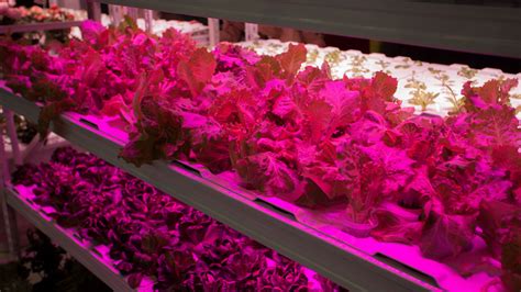 Indoor farming, among challenges and new technologies