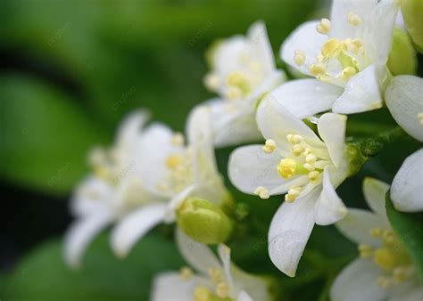 Murraya Paniculata Kemuning Flower Background, Flower, White ...