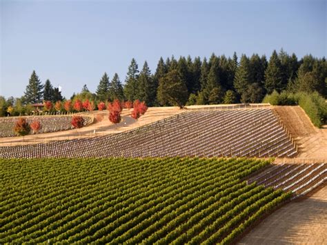 A History of Oregon Wine Tours - Wine History Tours