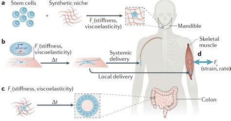 Tissue Engineering and Regenerative Medicine | Mooney Laboratory