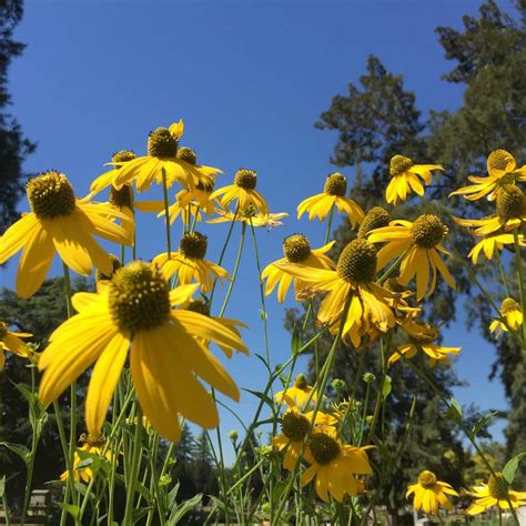 Cutleaf Coneflower - Landscape Design, Installation, Maintenance and ...