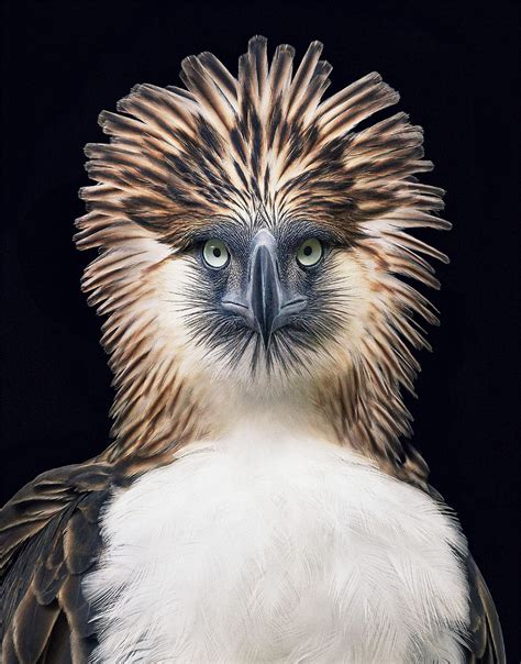 Endangered: Beautiful Animal Portraits by Tim Flach | Daily design ...