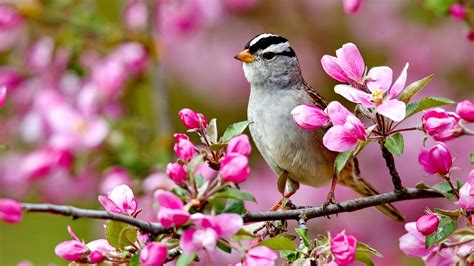 Flowers Bird Spring Flowers Colorful Forces Nature Colors Birds ...