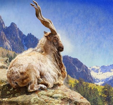 Markhor Animals | Interesting Facts & Latest Pictures | Animals Lover